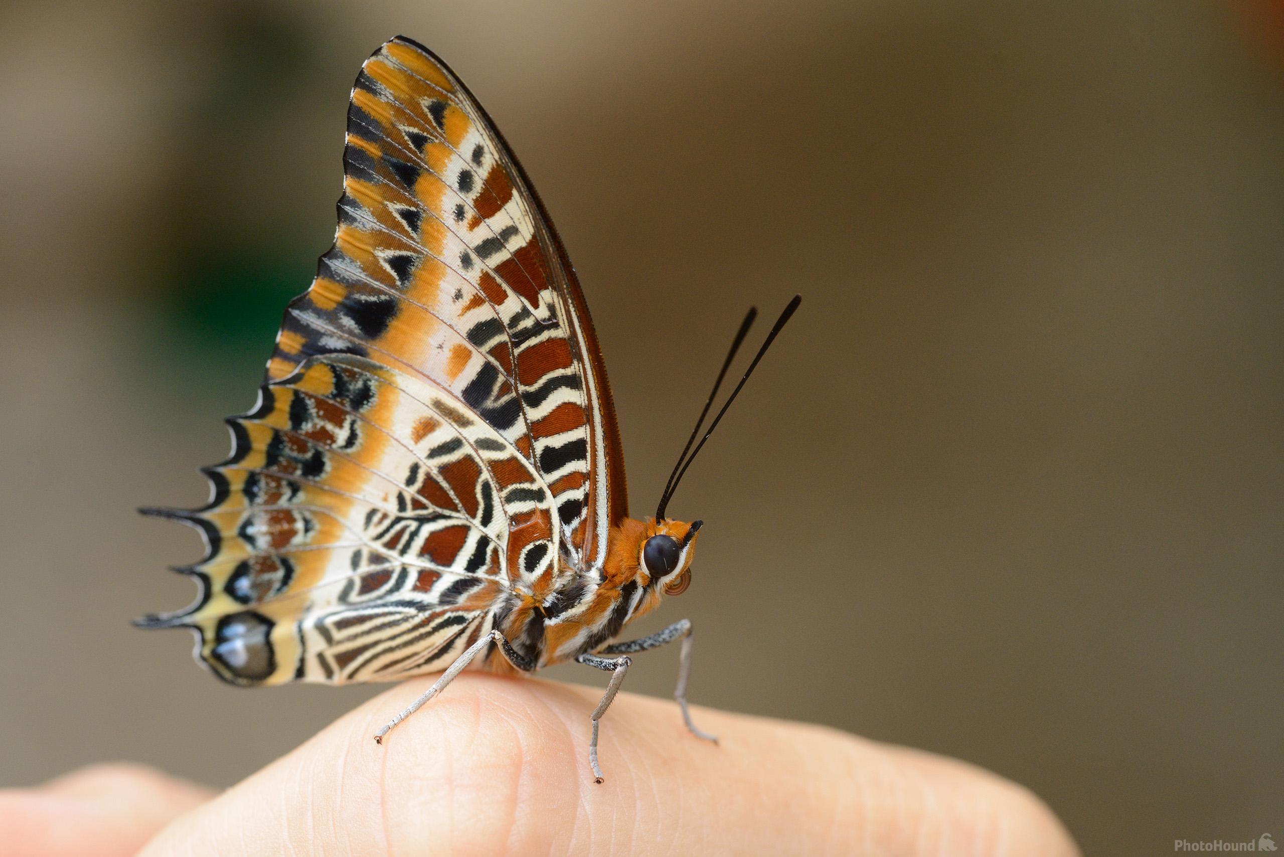 Image of Zanzibar Butterfly Centre by Luka Esenko