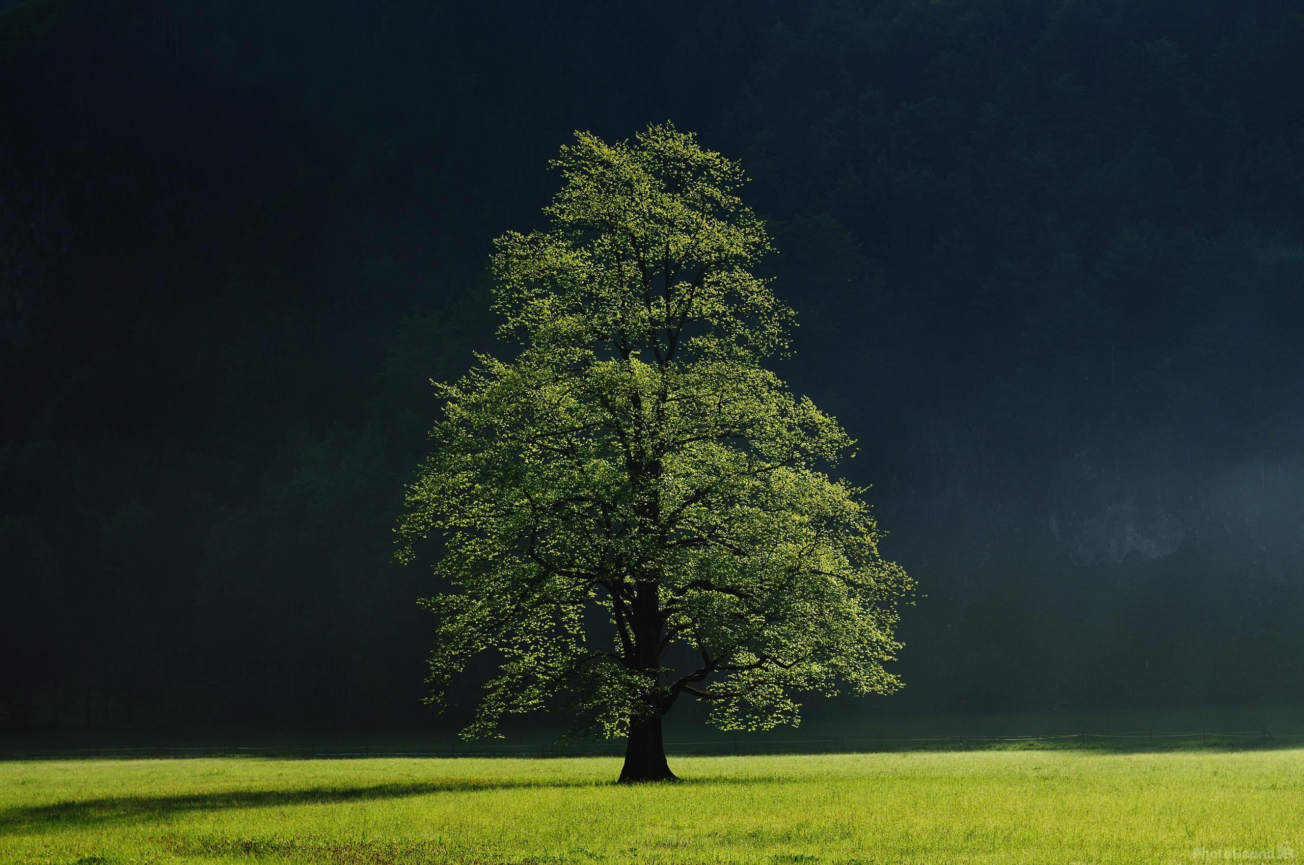 Image of Logarska Valley Elm Tree Backlit by Luka Esenko