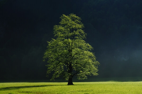 Logarska Valley Elm Tree
