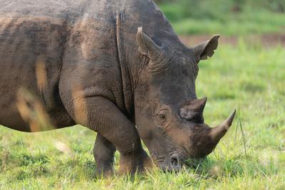 images of Uganda - Ziwa Rhino Sanctuary