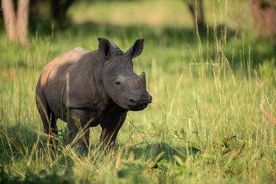 pictures of Uganda - Ziwa Rhino Sanctuary