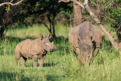Uganda images - Ziwa Rhino Sanctuary