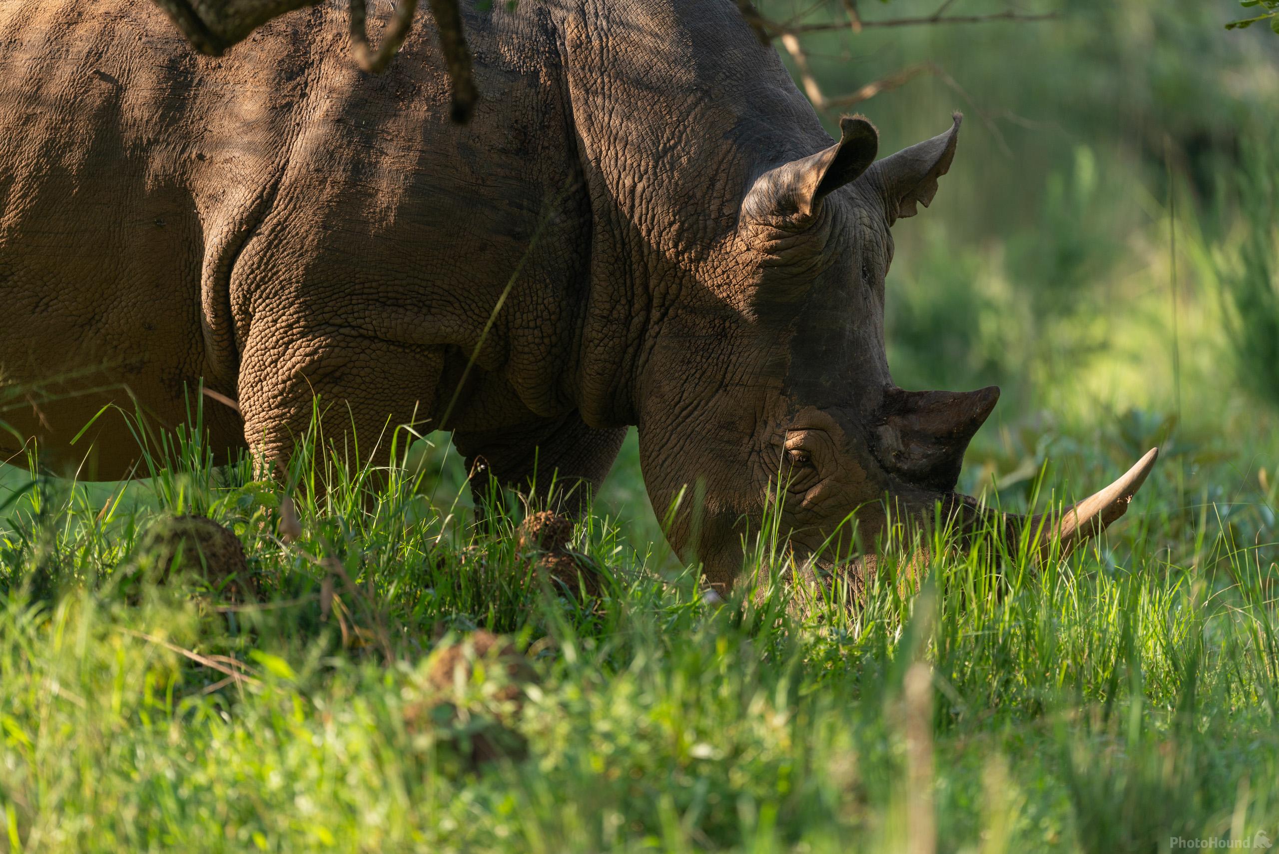 Image of Ziwa Rhino Sanctuary by Luka Esenko