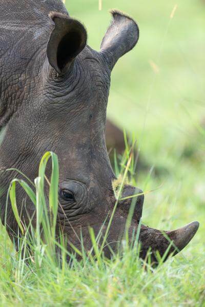 Uganda pictures - Ziwa Rhino Sanctuary