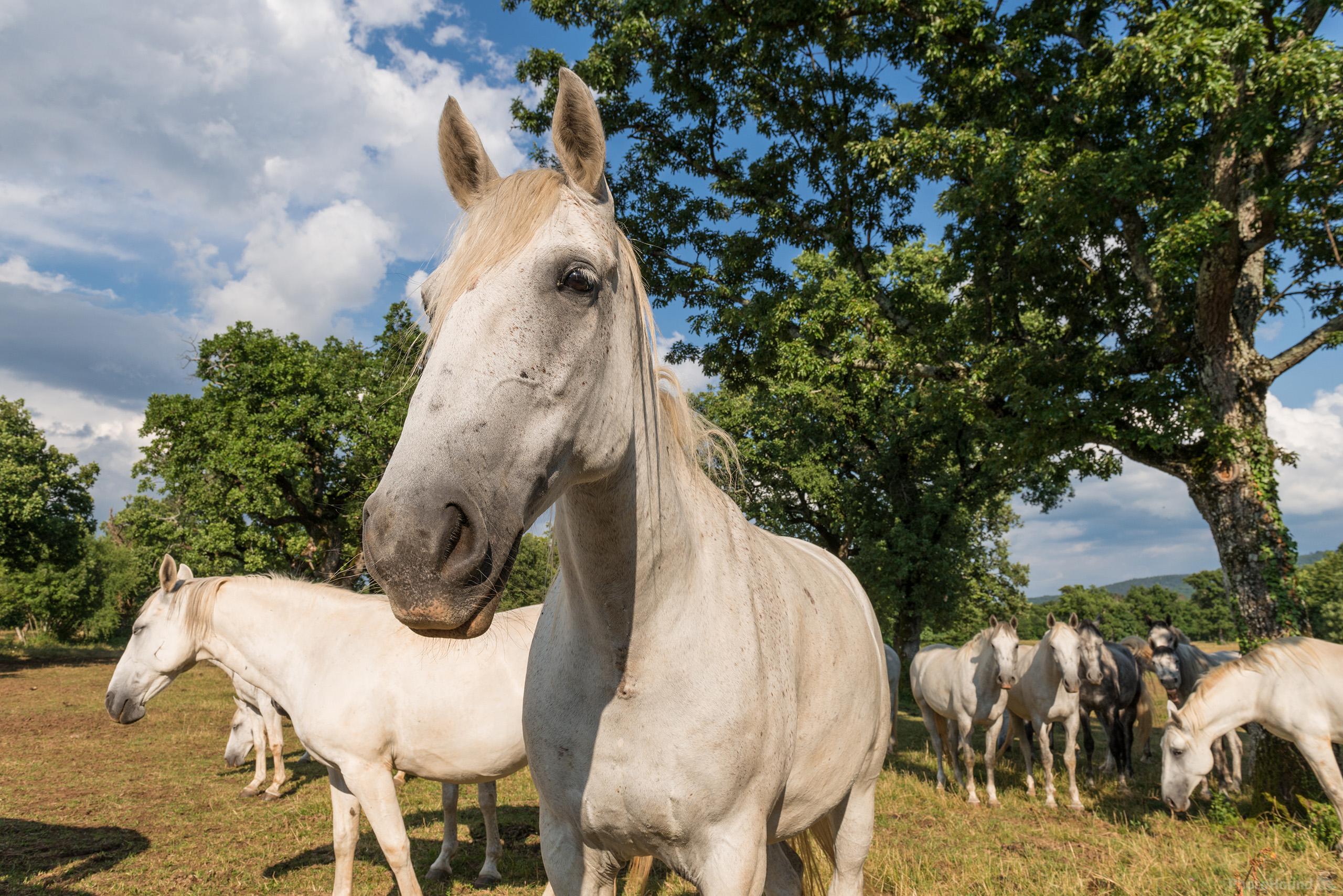 Image of Lipica Stud Farm - Grazing Lipizzaner Horses by Luka Esenko