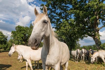 photos of Slovenia - Lipica Stud Farm - Grazing Lipizzaner Horses