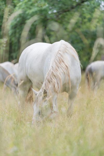 images of Slovenia - Lipica Stud Farm - Grazing Lipizzaner Horses