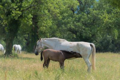 Image of Lipica Stud Farm - Grazing Lipizzaner Horses - Lipica Stud Farm - Grazing Lipizzaner Horses