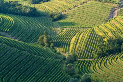 pictures of Slovenia - Gornje Cerovo Vineyards