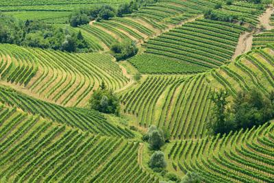 Slovenia images - Gornje Cerovo Vineyards