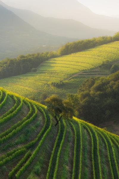photos of Slovenia - Hum Vineyards