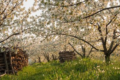 images of Slovenia - Cherry Blossoms at Vedrijan