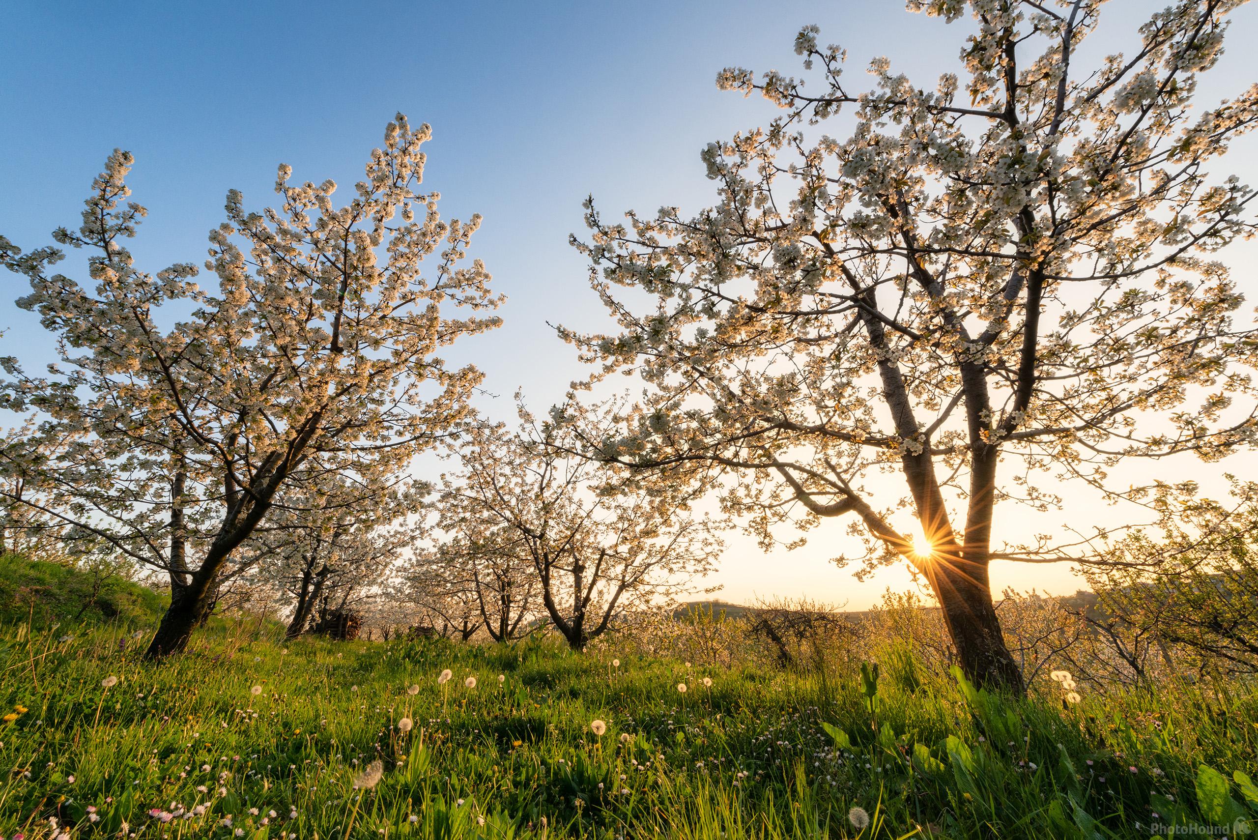 Image of Cherry Blossoms at Vedrijan by Luka Esenko