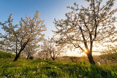 Slovenia images - Cherry Blossoms at Vedrijan
