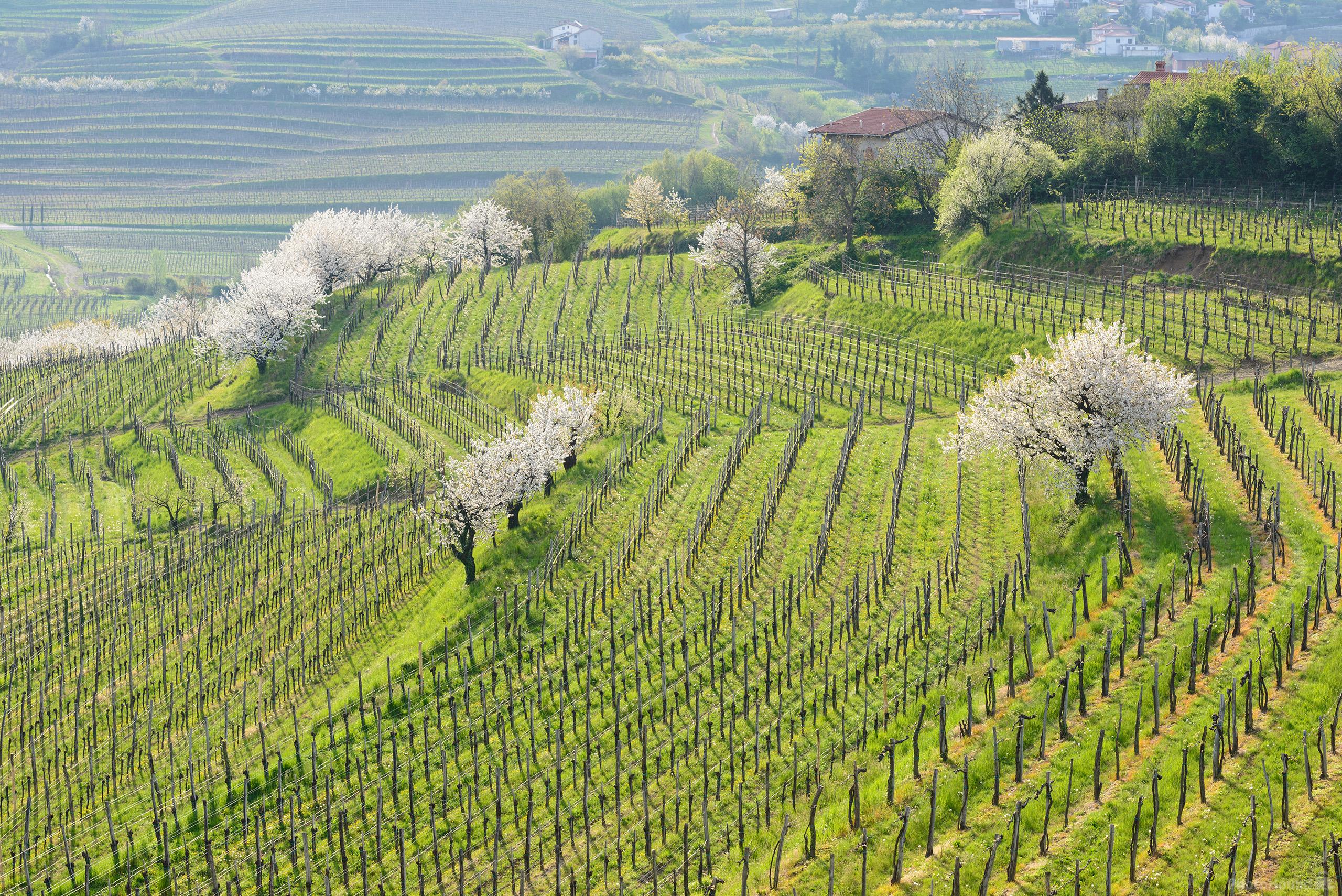 Image of Ceglo Vineyards by Luka Esenko