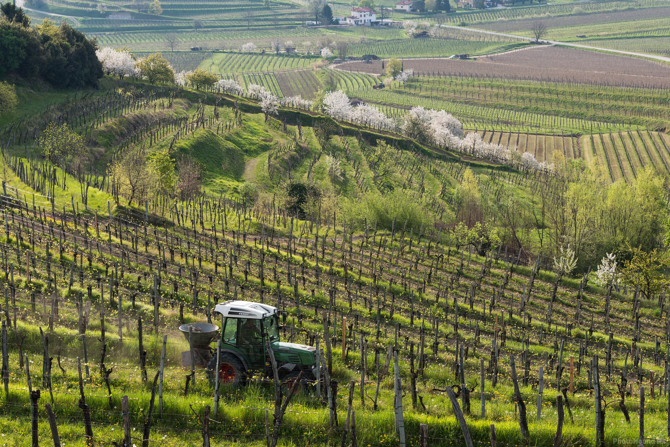 Image of Ceglo Vineyards by Luka Esenko