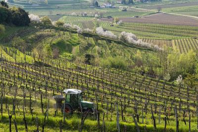 Slovenia pictures - Ceglo Vineyards