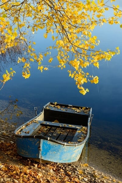Lake Cerknica - Boats and Trees