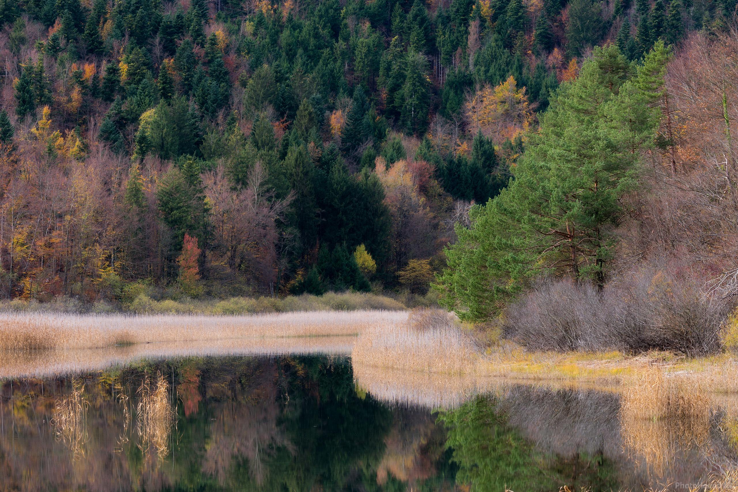 Image of Lake Cerknica Reeds by Luka Esenko