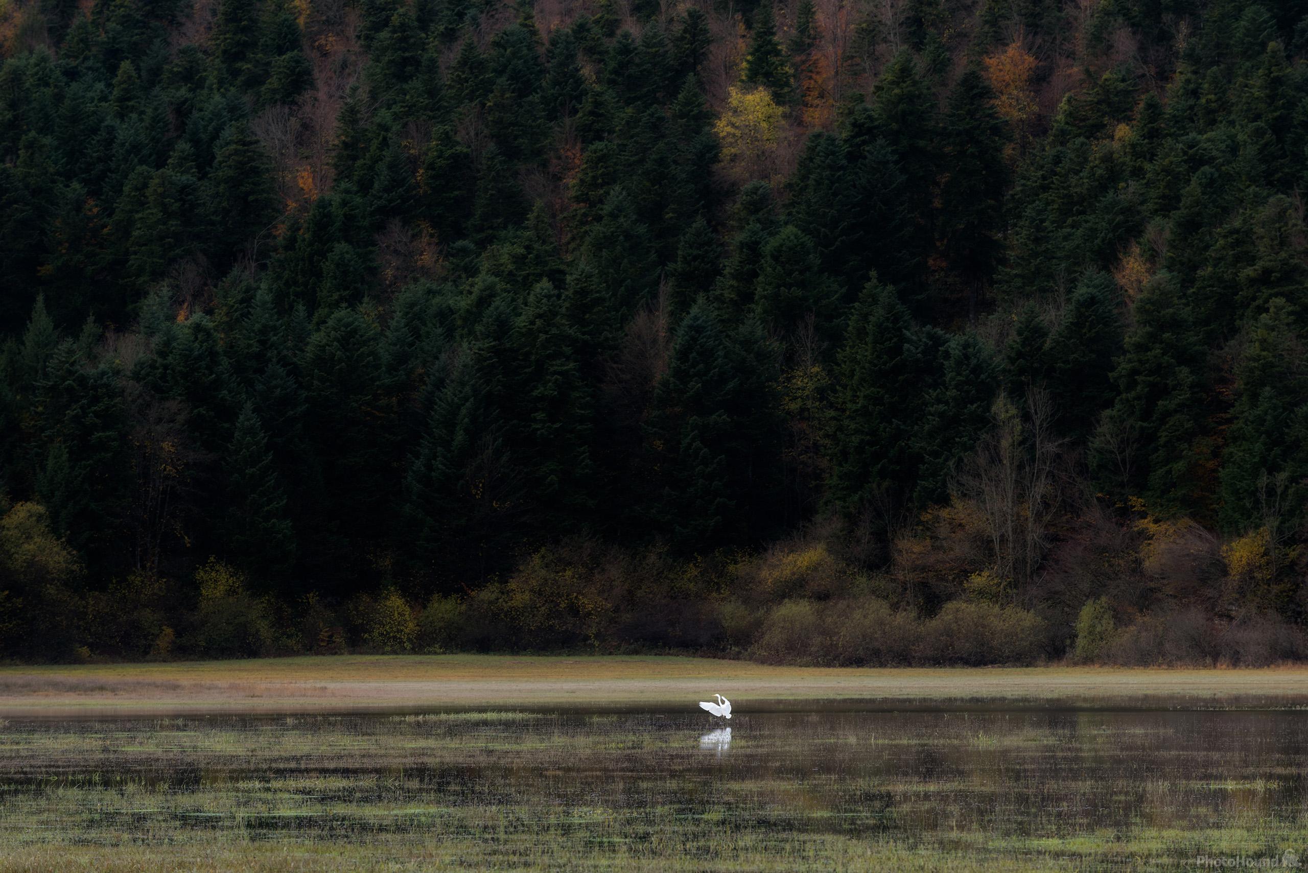 Image of Lake Cerknica Reeds by Luka Esenko