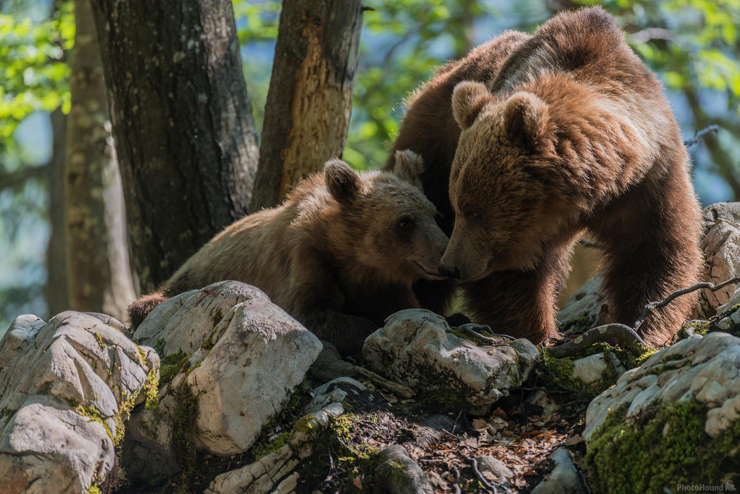 Image of Brown Bear Photography by Luka Esenko
