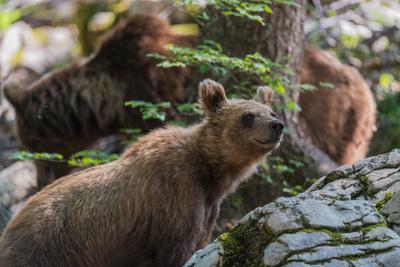Slovenia pictures - Brown Bear Photography