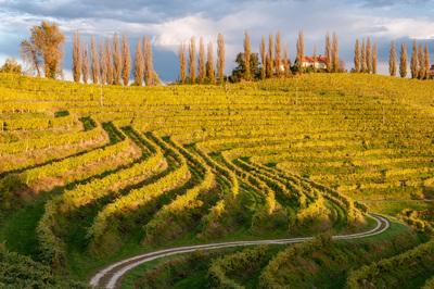 photos of Slovenia - Jeruzalem Vineyards