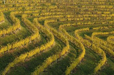 images of Slovenia - Jeruzalem Vineyards