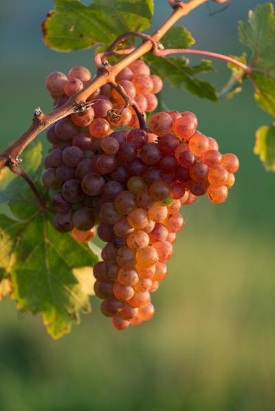 pictures of Slovenia - Gomila pri Kogu Vineyards