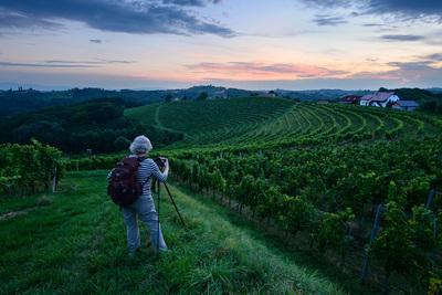 Slovenia photos - Gomila pri Kogu Vineyards II