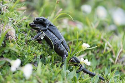 Alpine salamander (Salamandra atra)