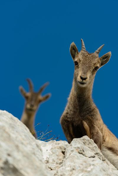 photos of Italy - Wildlife at Pecol South Slopes