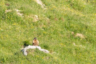 images of Italy - Wildlife at Pecol South Slopes