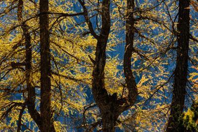 Golden larch trees