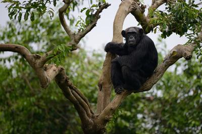 Uganda photos - Uganda Wildlife Education Centre (UWEC)
