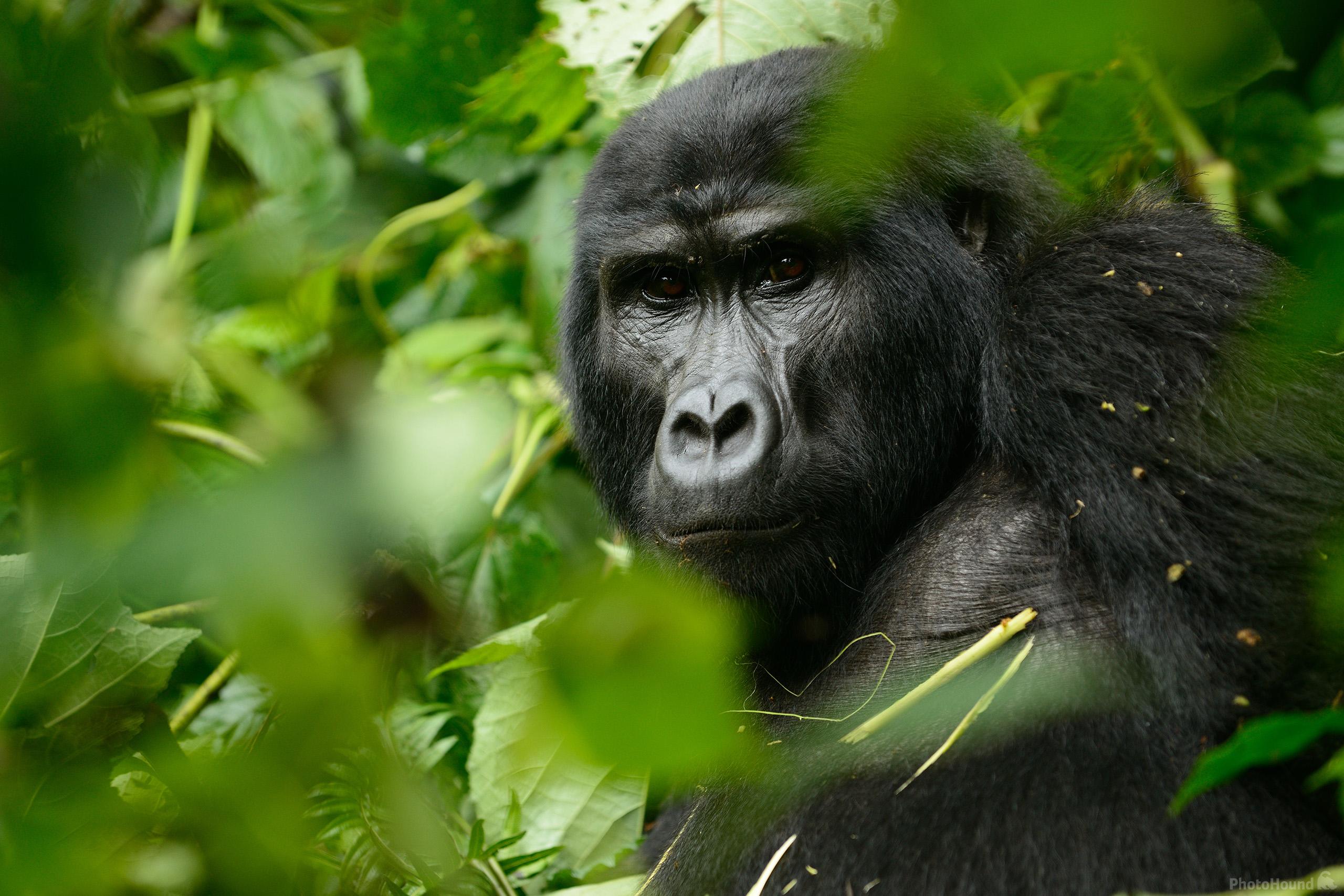 Image of Gorilla Trekking at Ruhija (Bwindi) by Luka Esenko