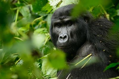 photo locations in Uganda - Gorilla Trekking at Ruhija (Bwindi)