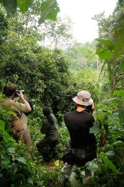 pictures of Uganda - Gorilla Trekking at Ruhija (Bwindi)