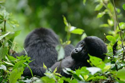 Uganda images - Gorilla Trekking at Ruhija (Bwindi)