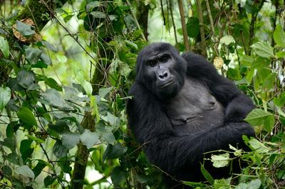 Uganda photos - Gorilla Trekking at Ruhija (Bwindi)