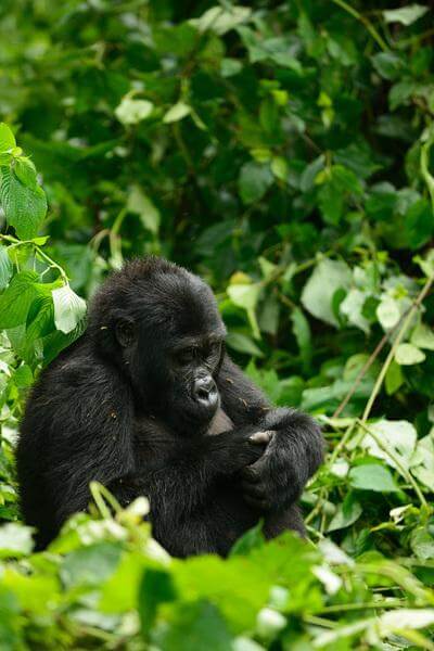 Uganda pictures - Gorilla Trekking at Ruhija (Bwindi)