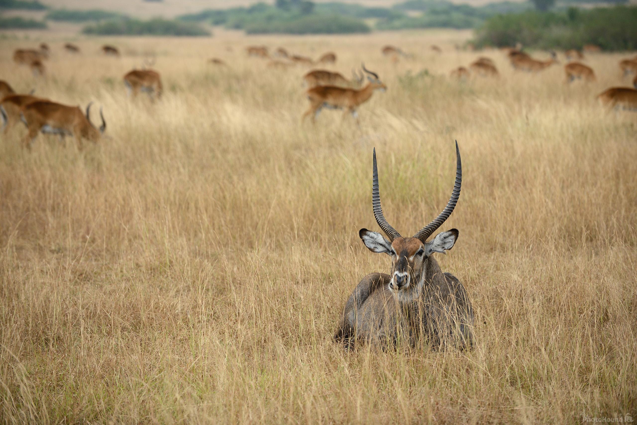 Image of Queen Elizabeth NP - Kasenyi Plains by Luka Esenko