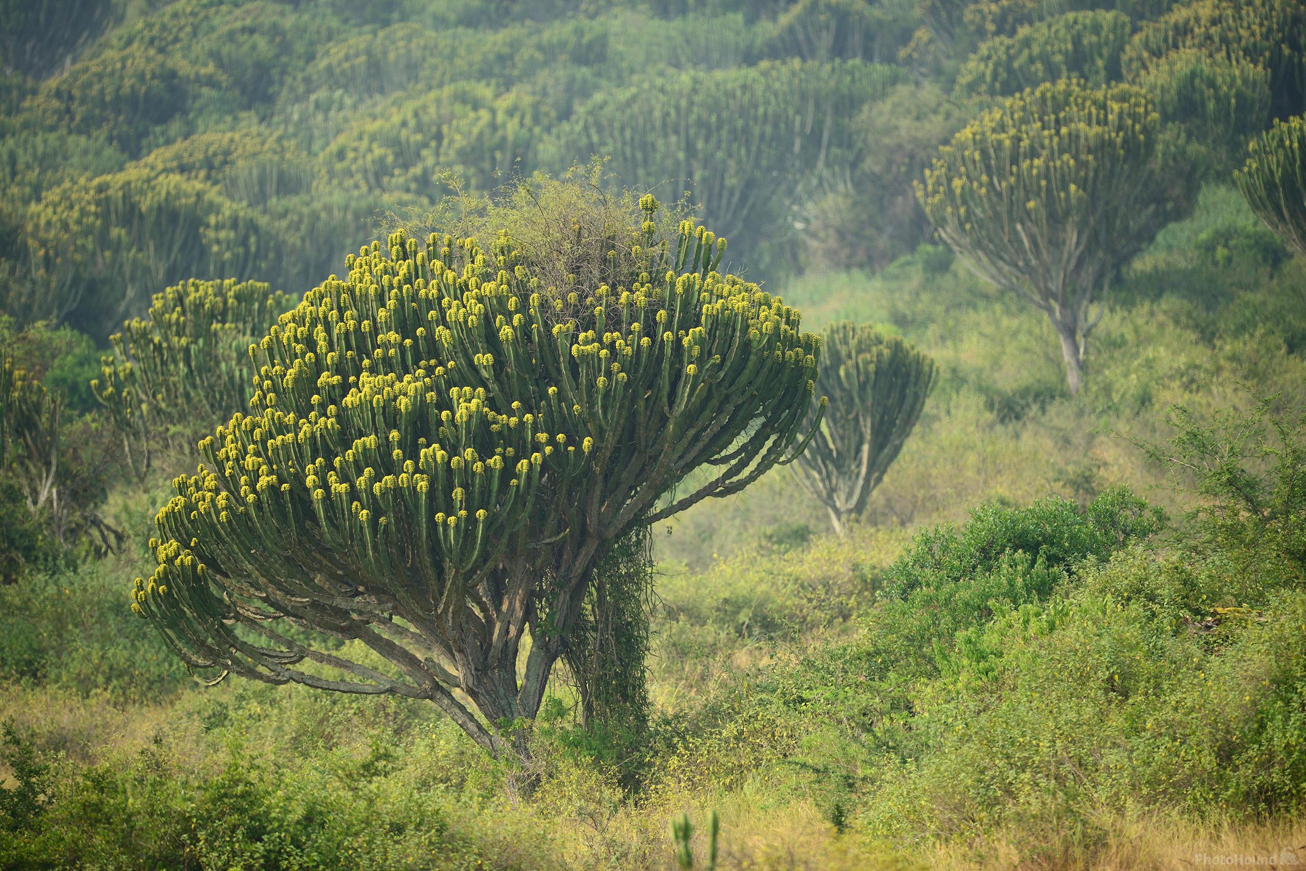 Image of Queen Elizabeth NP - Kasenyi Plains by Luka Esenko