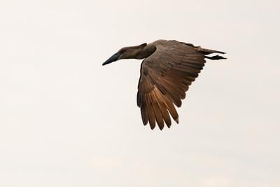 Uganda pictures - Shoebill at Lake Albert