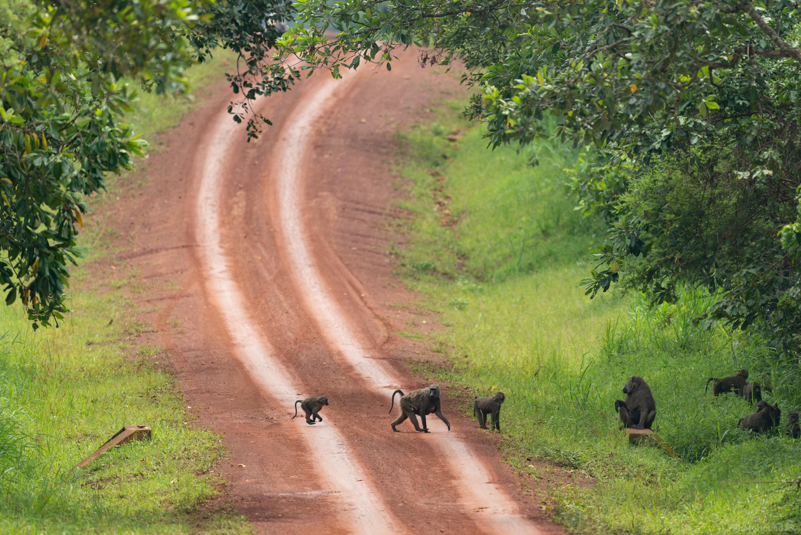 Image of Chimpanzee Tracking in Budongo Forest by Luka Esenko