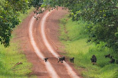 pictures of Uganda - Chimpanzee Tracking in Budongo Forest