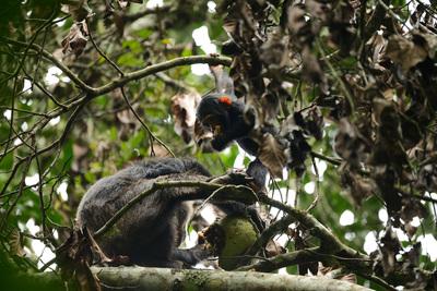 Uganda images - Chimpanzee Tracking in Budongo Forest