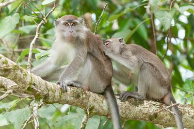 Monkeys, Bako National Park