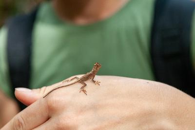 Small lizard, Bako National Park
