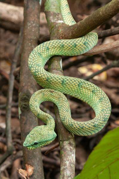 Green viper, Bako National Park